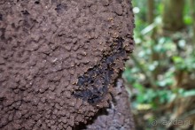 Монтсеррат. Montserrat, West Indies (4/4).