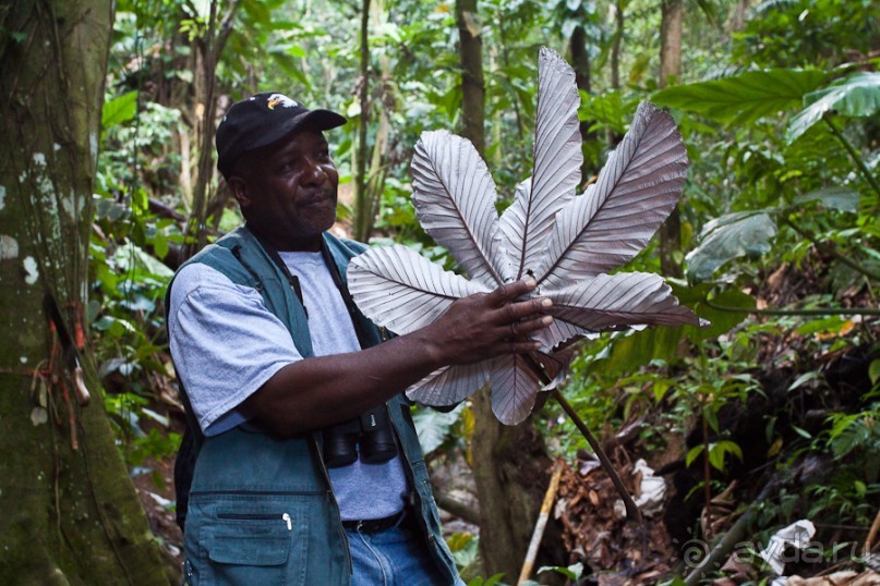 Монтсеррат. Montserrat, West Indies (4/4).