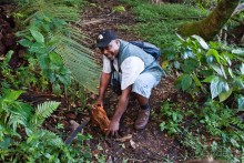 Монтсеррат. Montserrat, West Indies (4/4).