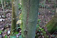 Монтсеррат. Montserrat, West Indies (4/4).