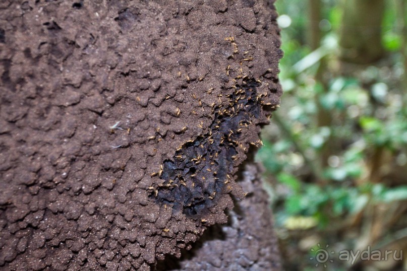 Монтсеррат. Montserrat, West Indies (4/4).
