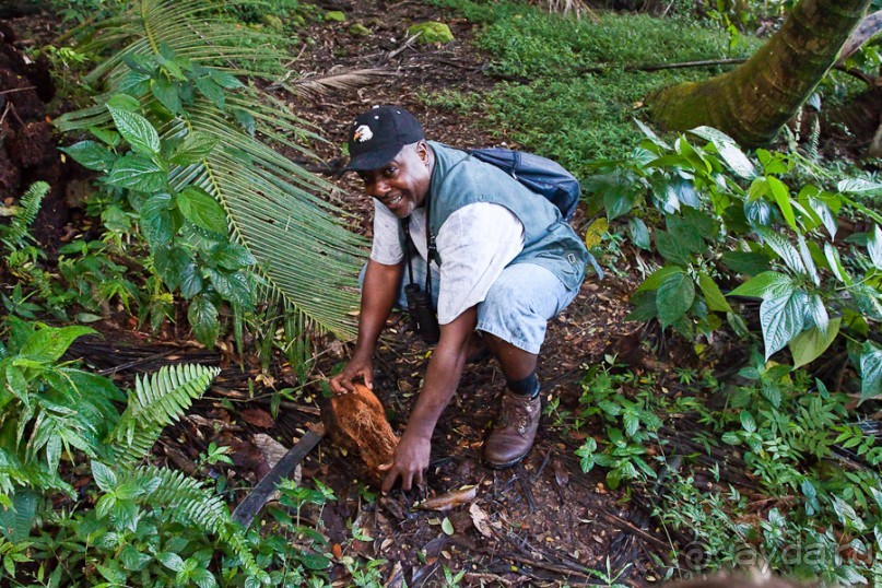 Монтсеррат. Montserrat, West Indies (4/4).
