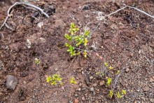 Остров Робинзона Крузо (2/3)