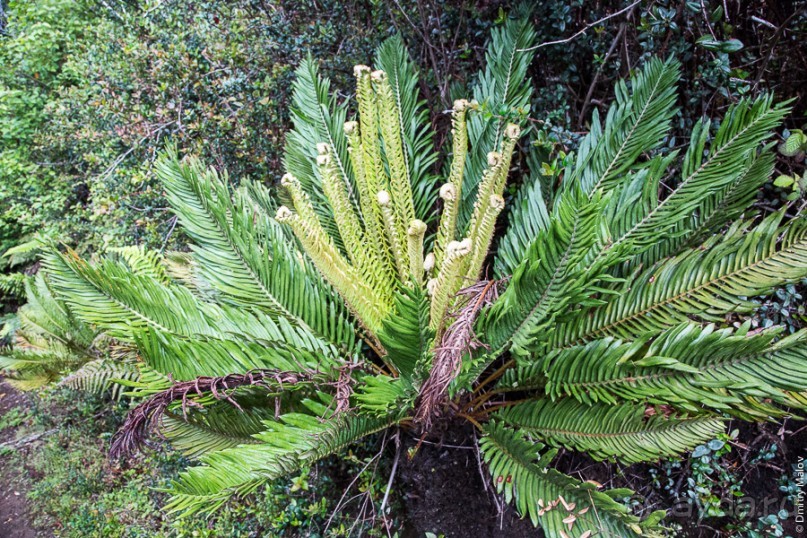 Остров Робинзона Крузо (2/3)