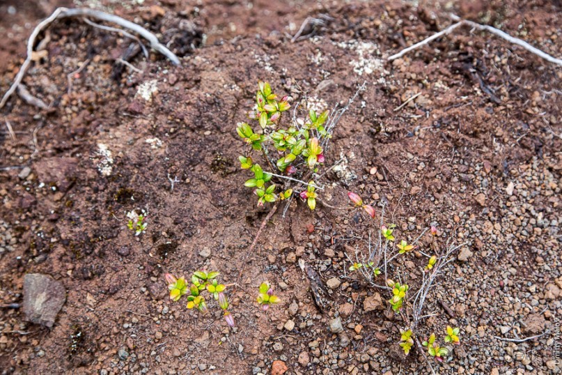 Остров Робинзона Крузо (2/3)