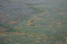 Кения с воздушного шара