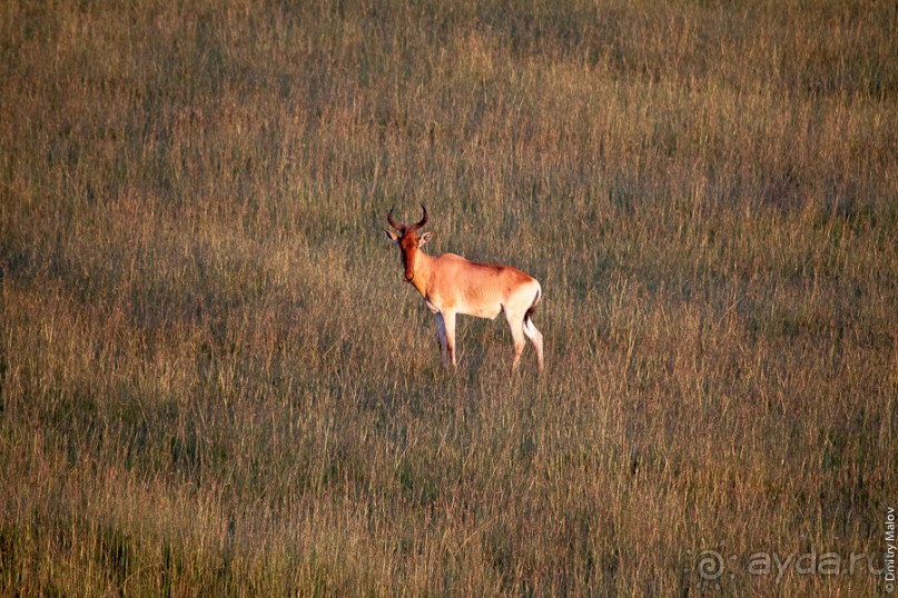 Кения с воздушного шара