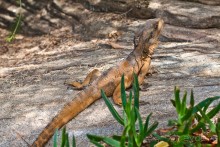 Австралия (Сидней, Северная Территория)