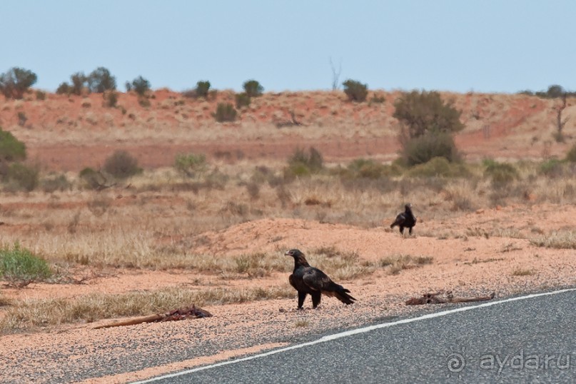 Австралия (Сидней, Северная Территория)