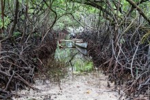 Kosrae, Micronesia (1/2)