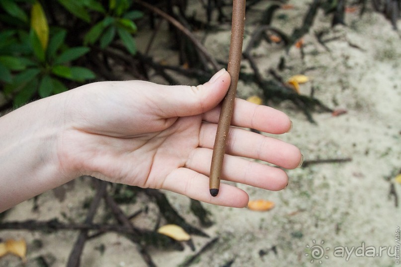 Kosrae, Micronesia (1/2)