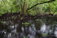 Kosrae, Micronesia (1/2)