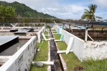 Kosrae, Micronesia (1/2)