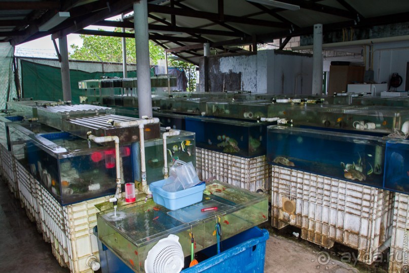 Kosrae, Micronesia (1/2)