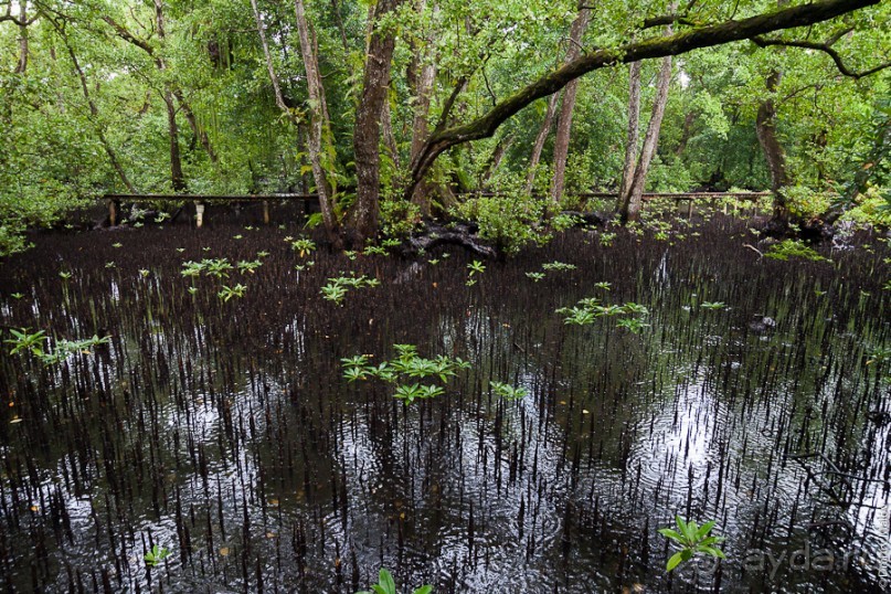 Kosrae, Micronesia (1/2)