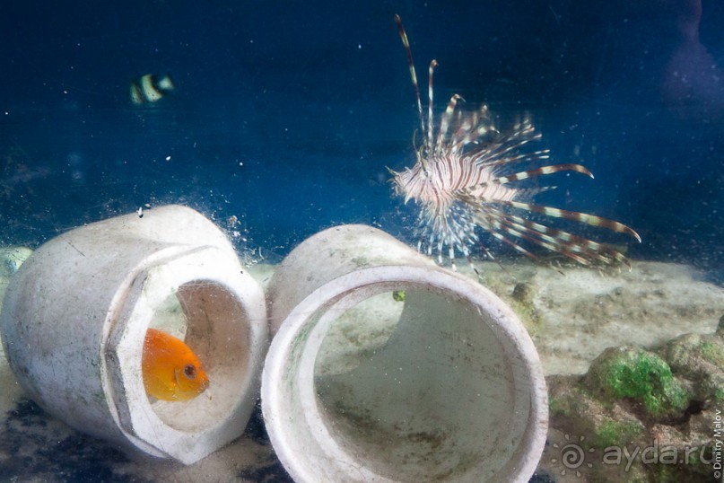 Kosrae, Micronesia (1/2)