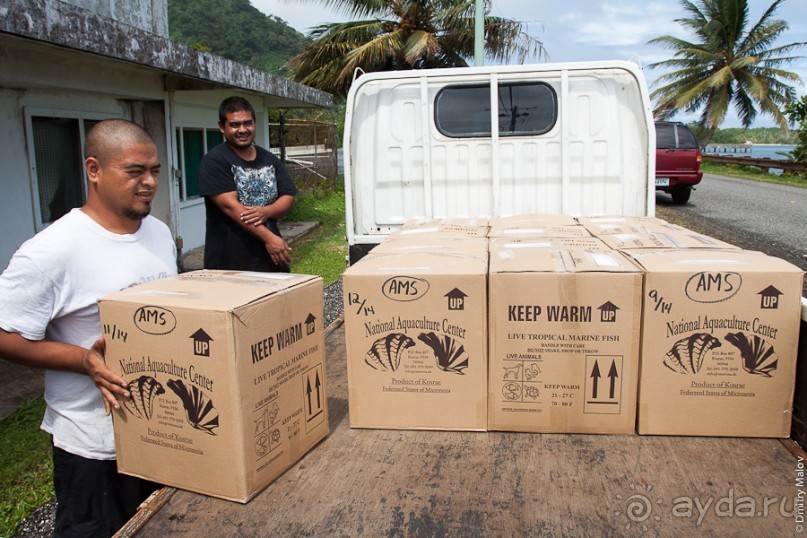 Kosrae, Micronesia (1/2)