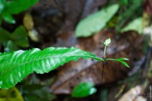 Kosrae, Micronesia (2/2)