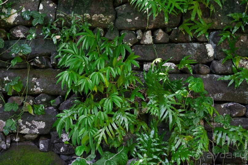 Kosrae, Micronesia (2/2)