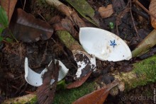 Kosrae, Micronesia (2/2)