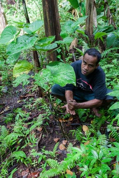 Альбом отзыва "Kosrae, Micronesia (2/2)"