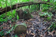 Kosrae, Micronesia (2/2)