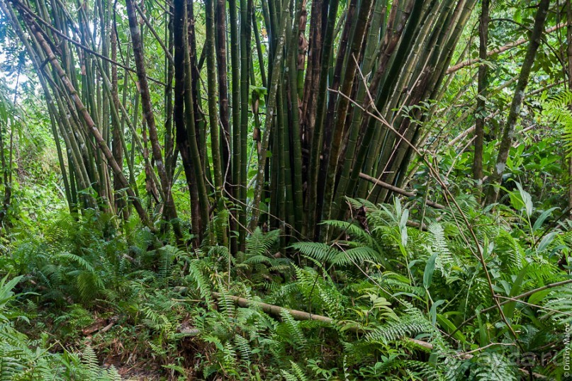 Kosrae, Micronesia (2/2)