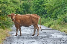 Монтсеррат. Montserrat, West Indies (1/4).