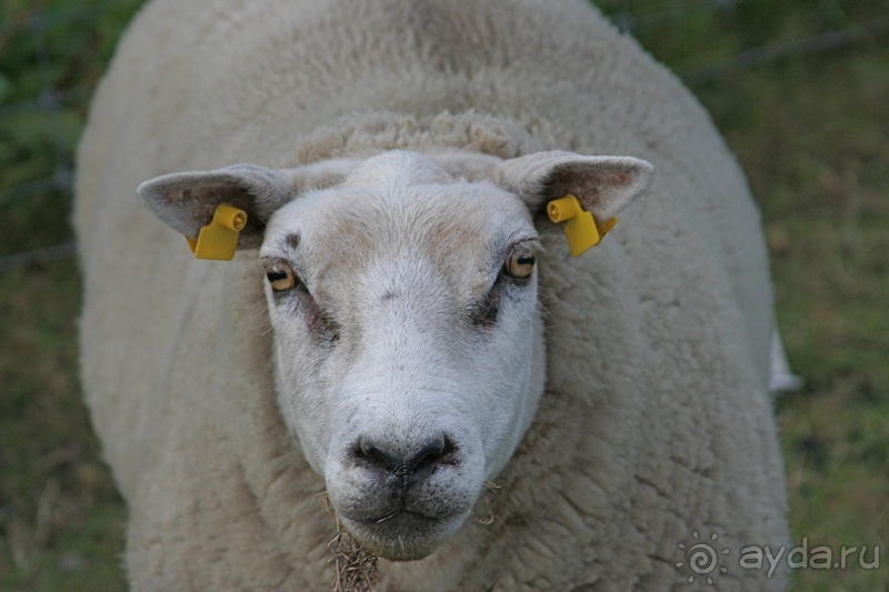 Голландия, остров Тексел