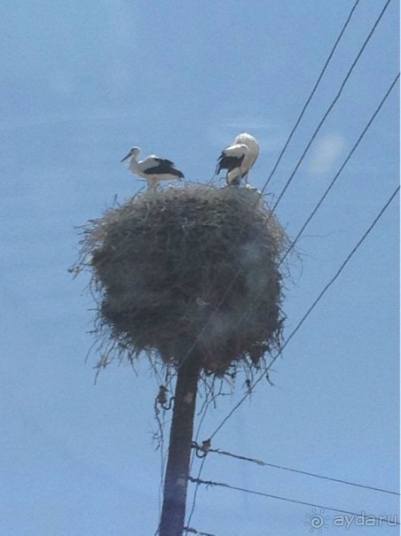 Безумная Армения