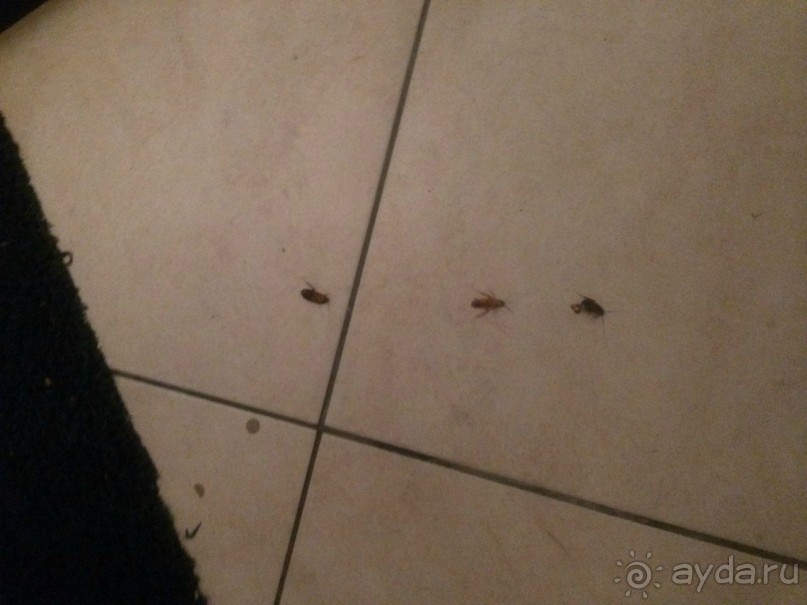 ОТВРАТИТЕЛЬНЫЙ ОТЕЛЬ