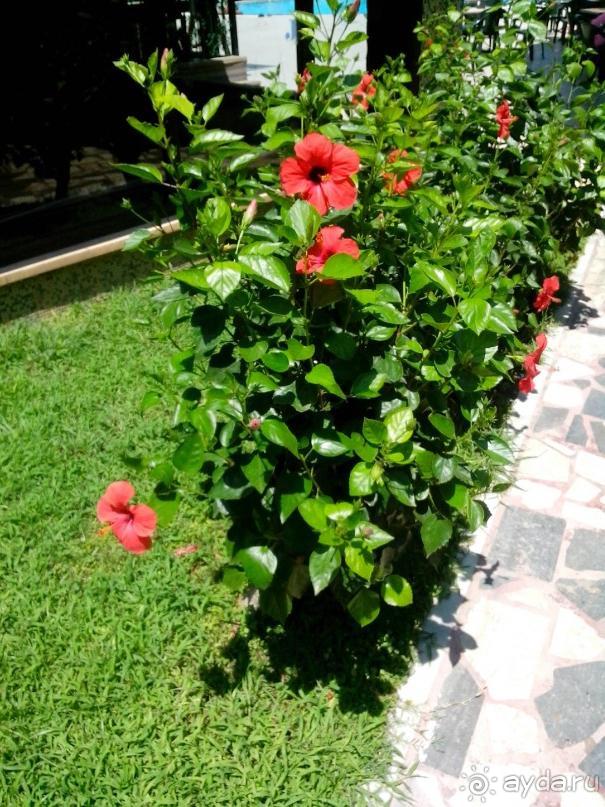 каплан - отстой