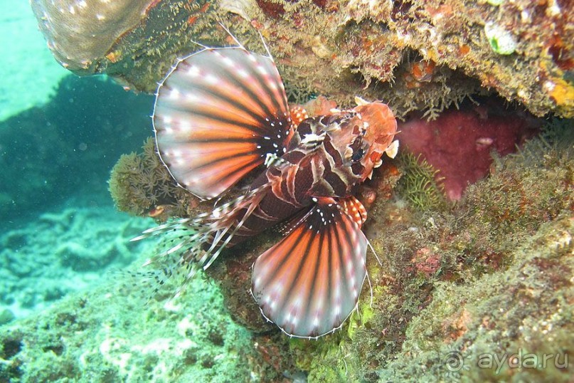 Дайвинг на Бали, июнь 2014