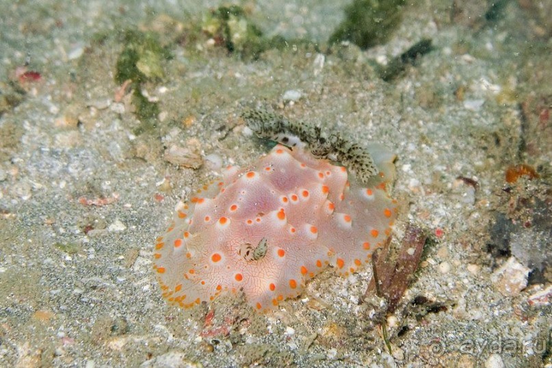 Дайвинг на Бали, июнь 2014