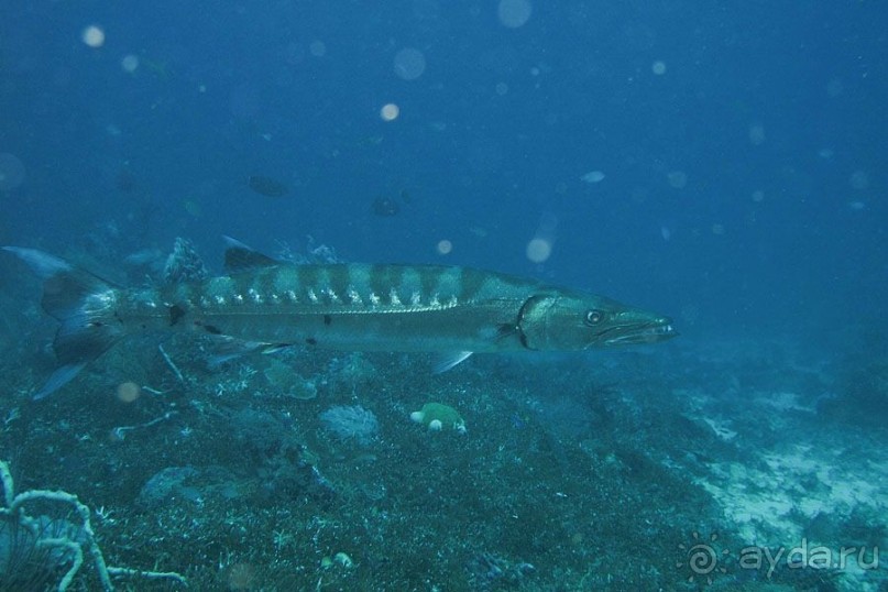 Дайвинг на Бали, июнь 2014