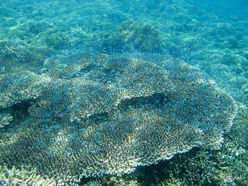 Дайвинг на Бали, июнь 2014