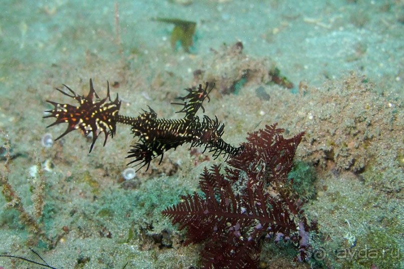 Дайвинг на Бали, июнь 2014