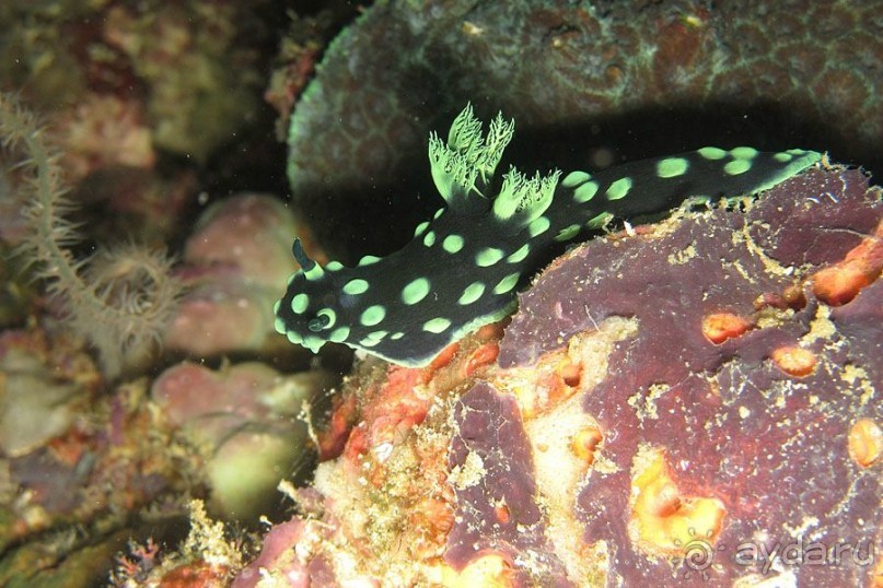 Дайвинг на Бали, июнь 2014