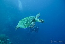 Дайвинг на Бали, июнь 2014