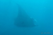 Дайвинг на Бали, июнь 2014