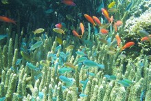 Дайвинг на Бали, июнь 2014