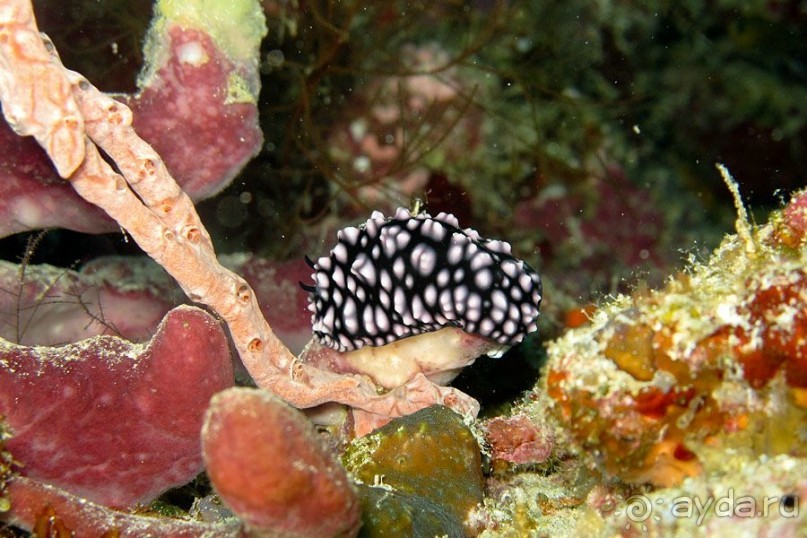 Дайвинг на Бали, июнь 2014