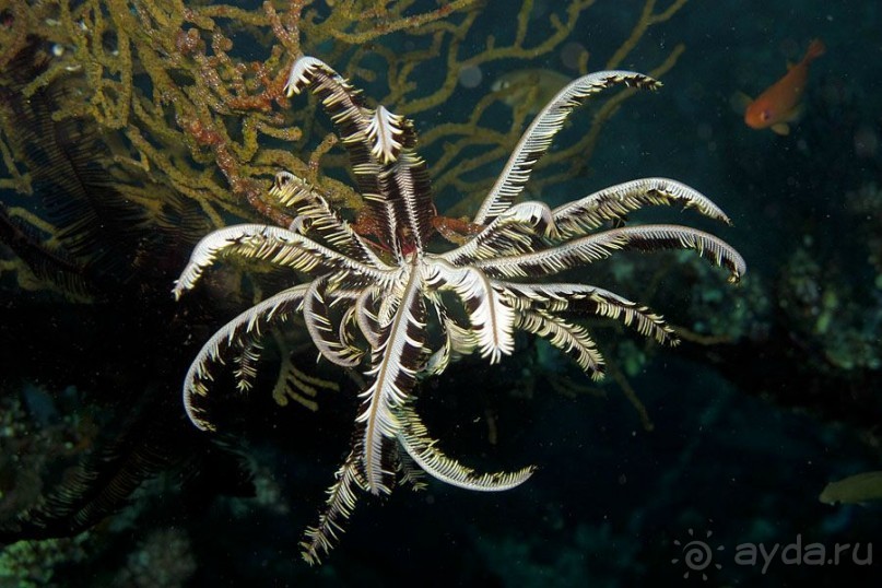 Дайвинг на Бали, июнь 2014