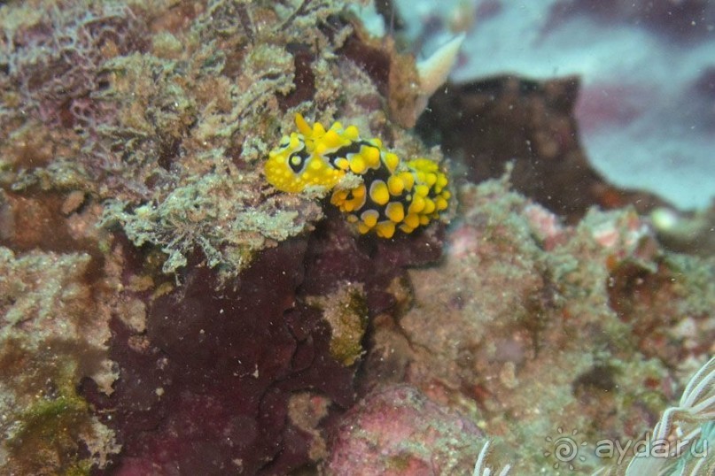 Дайвинг на Бали, июнь 2014