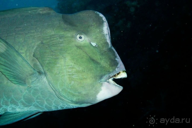 Дайвинг на Бали, июнь 2014