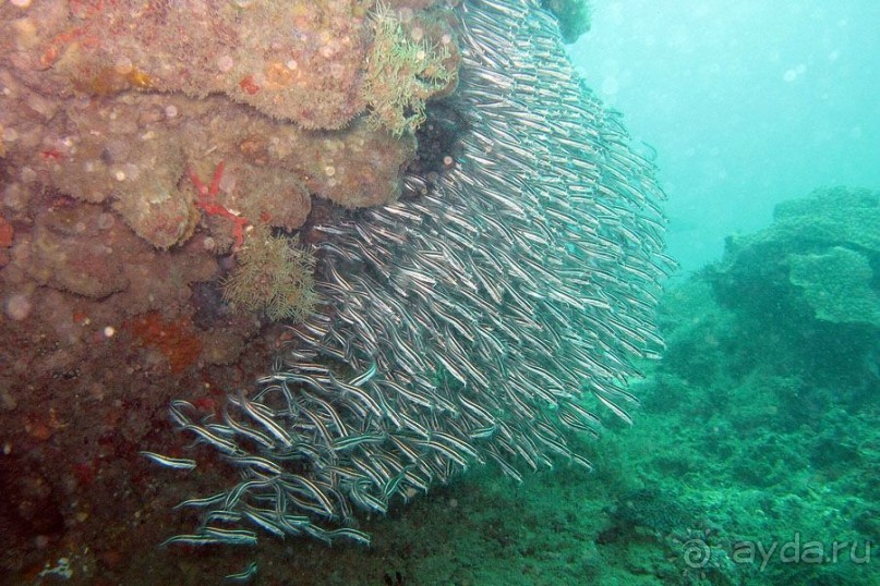 Дайвинг на Бали, июнь 2014