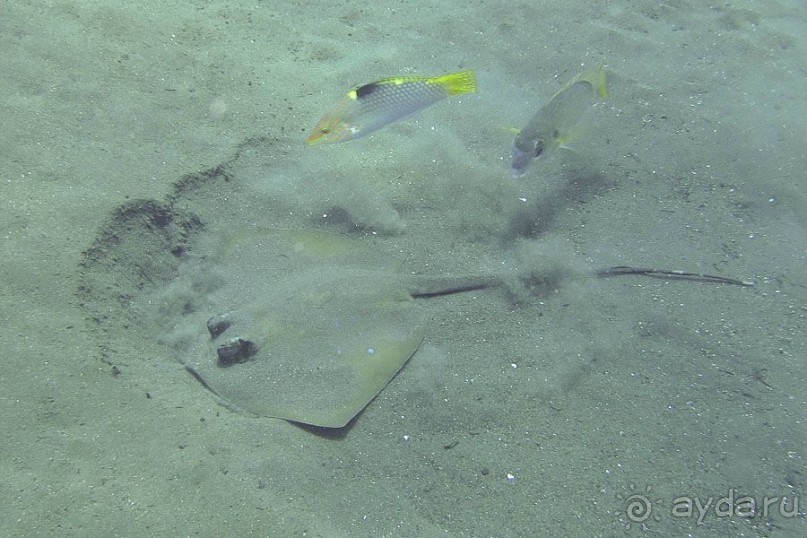 Дайвинг на Бали, июнь 2014