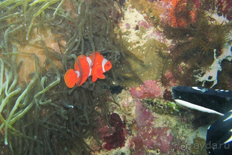 Дайвинг на Бали, июнь 2014