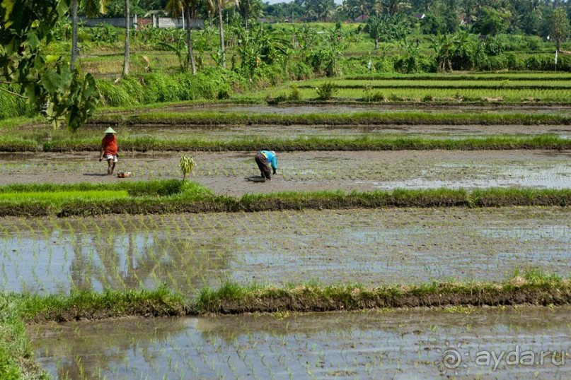 Дайвинг на Бали, июнь 2014