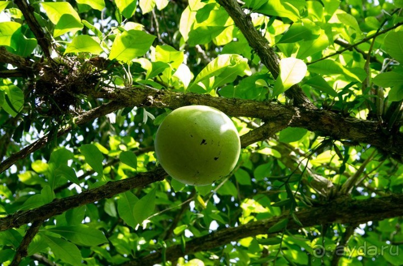 Дайвинг на Бали, июнь 2014